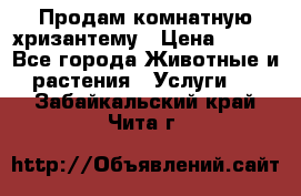 Продам комнатную хризантему › Цена ­ 250 - Все города Животные и растения » Услуги   . Забайкальский край,Чита г.